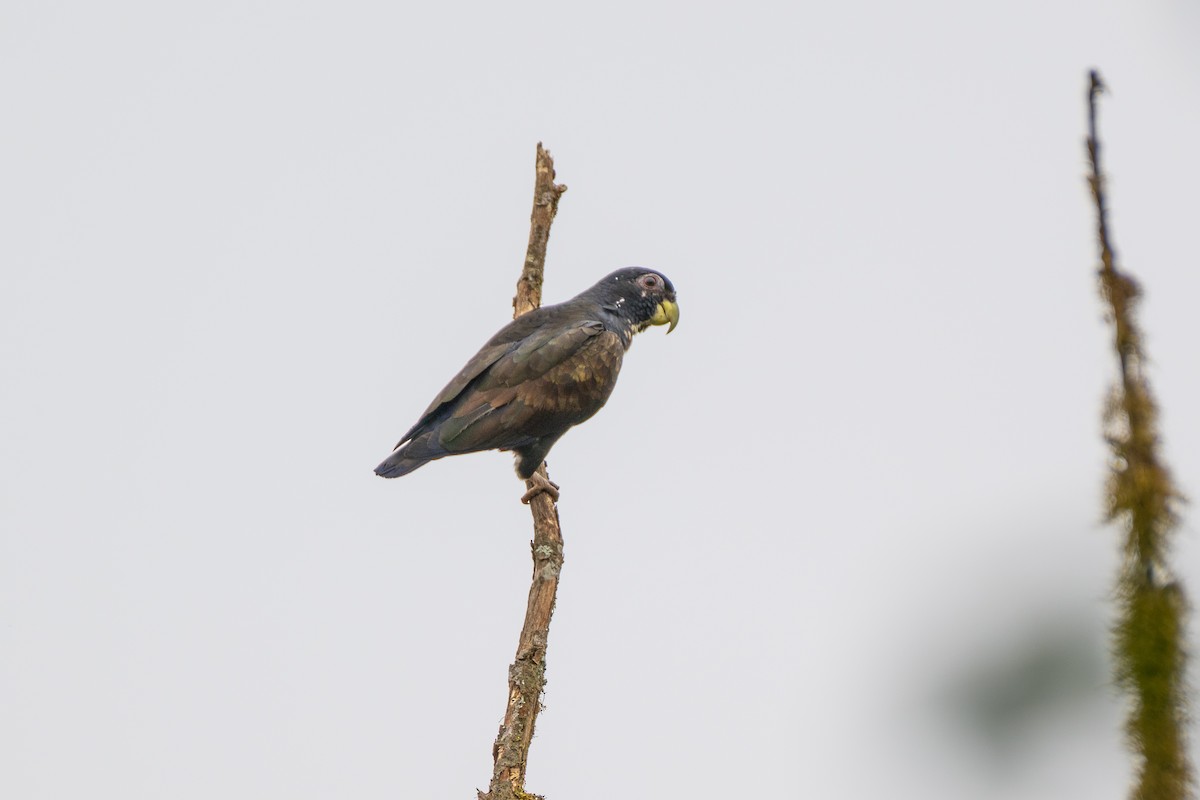 Bronze-winged Parrot - ML645127129