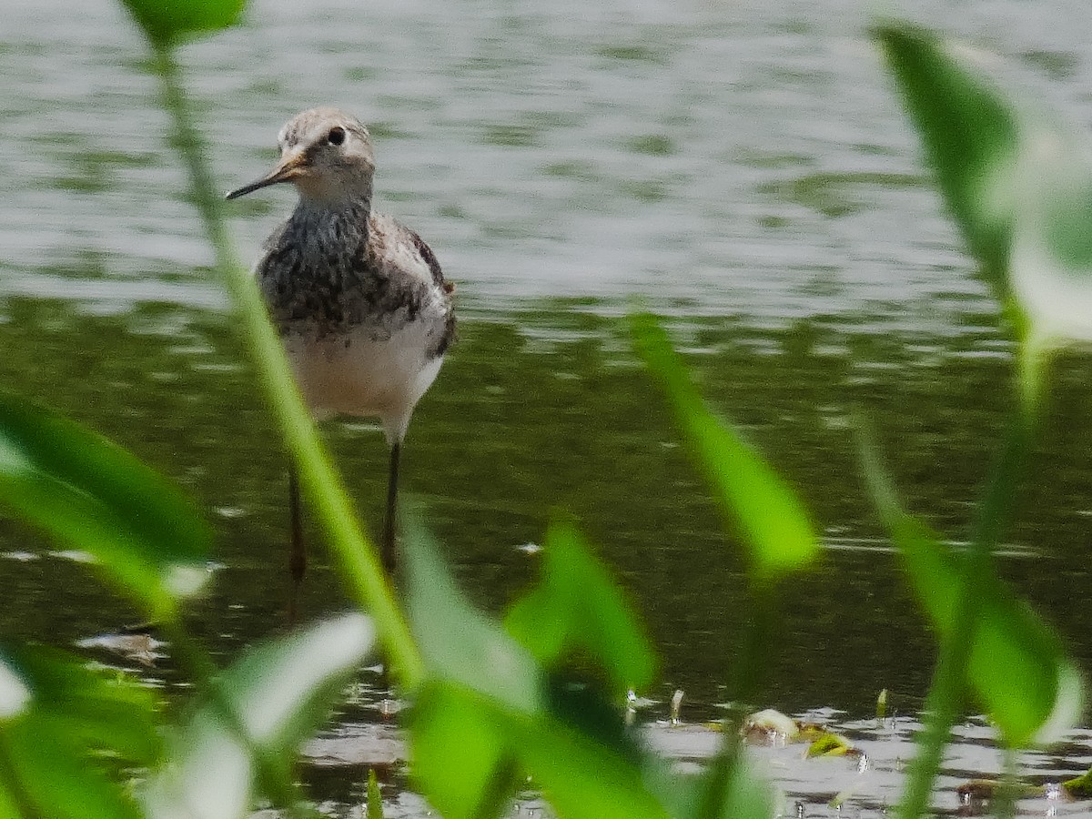 Lesser Yellowlegs - ML645127141