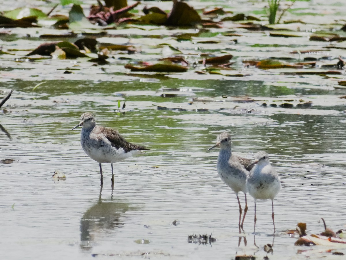 Lesser Yellowlegs - ML645127142