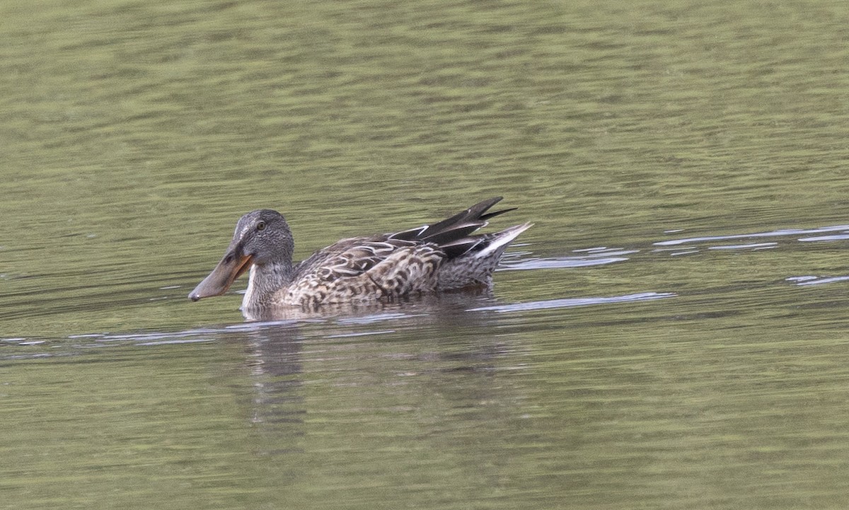 Ahate mokozabal zuria - ML645127143