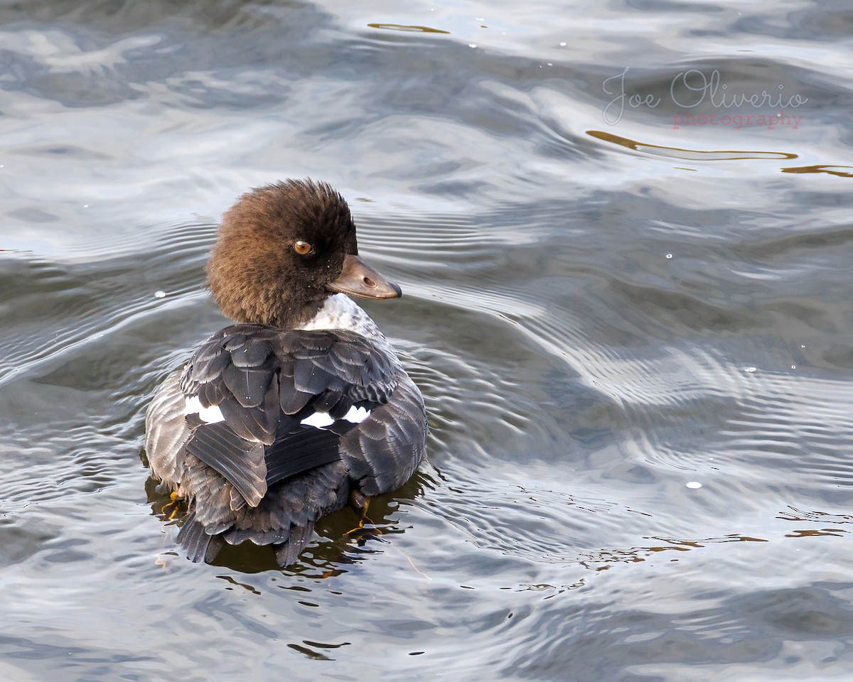 キタホオジロガモ - ML645127152