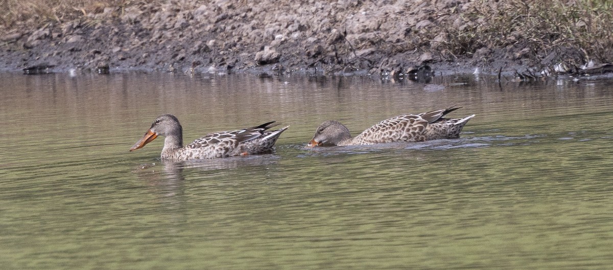 Ahate mokozabal zuria - ML645127153