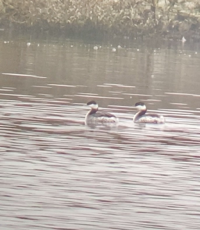 Ухаа шунгуур - ML645127155