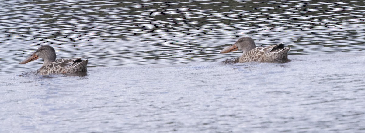 Ahate mokozabal zuria - ML645127164