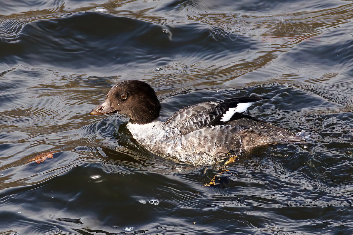 キタホオジロガモ - ML645127165