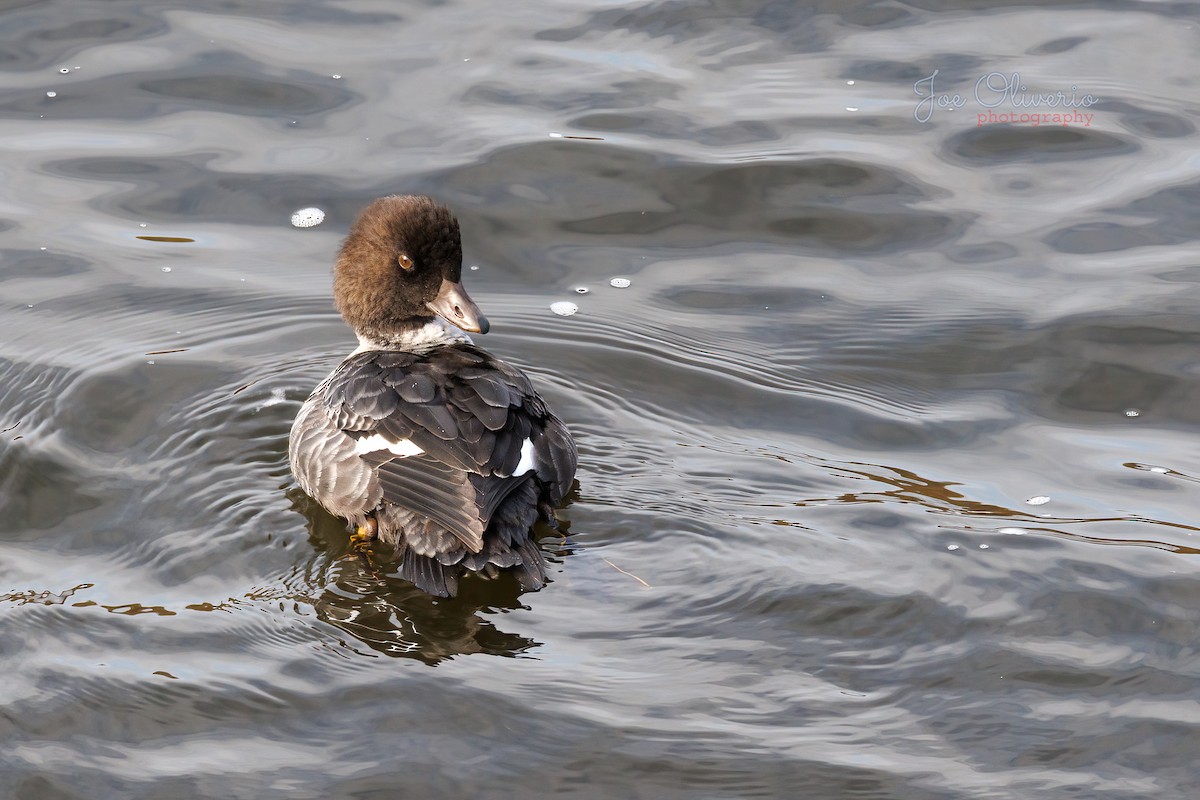 キタホオジロガモ - ML645127166