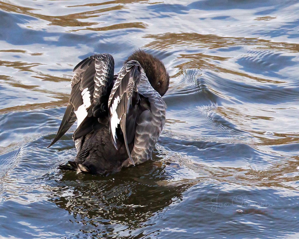 キタホオジロガモ - ML645127169