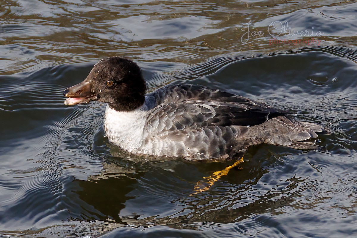 キタホオジロガモ - ML645127170