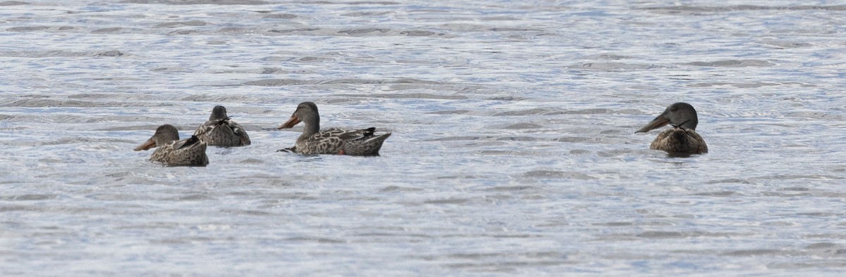 Ahate mokozabal zuria - ML645127175