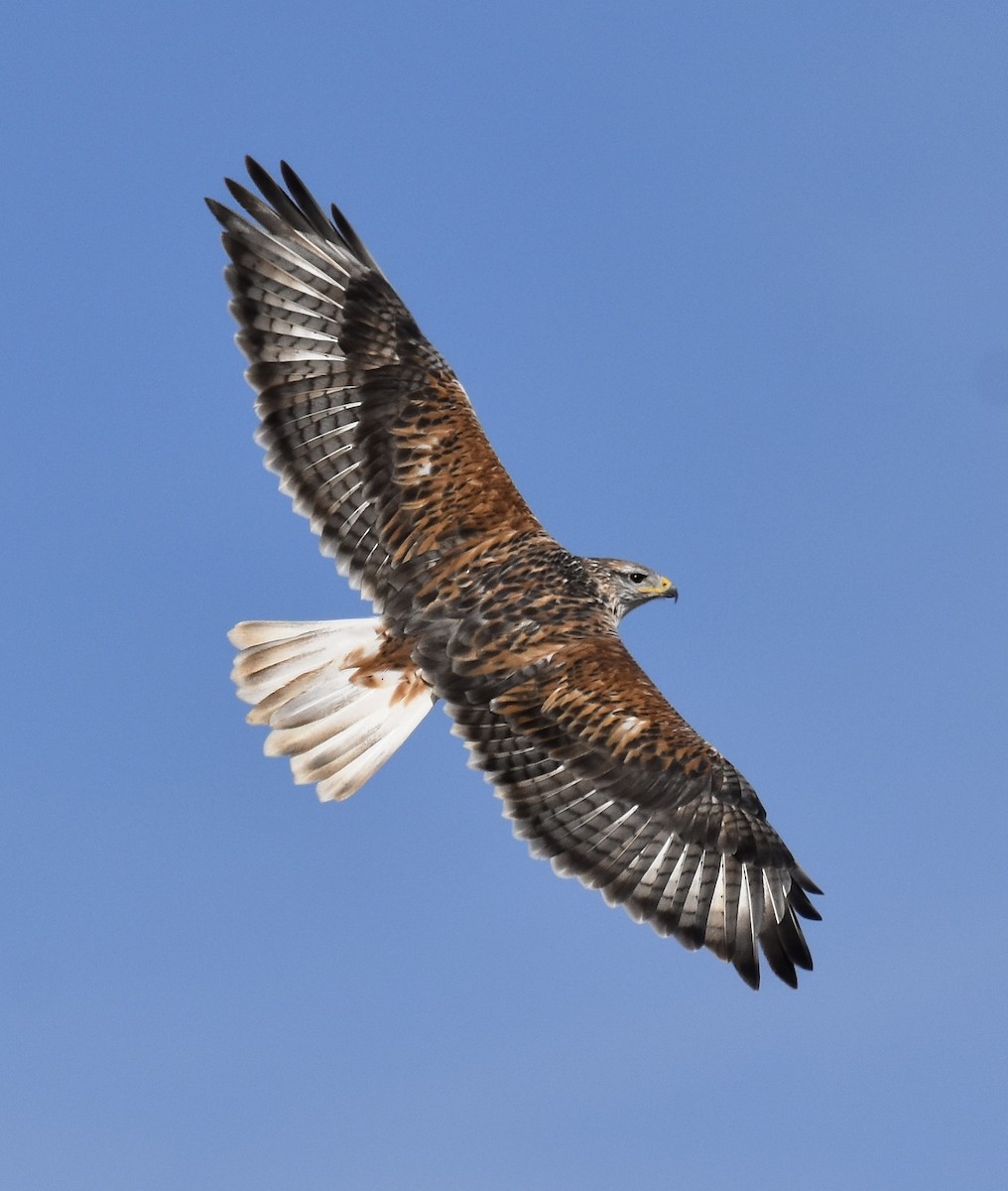 Ferruginous Hawk - ML645127177