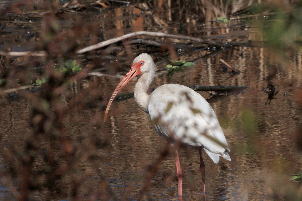 White Ibis - ML645127188