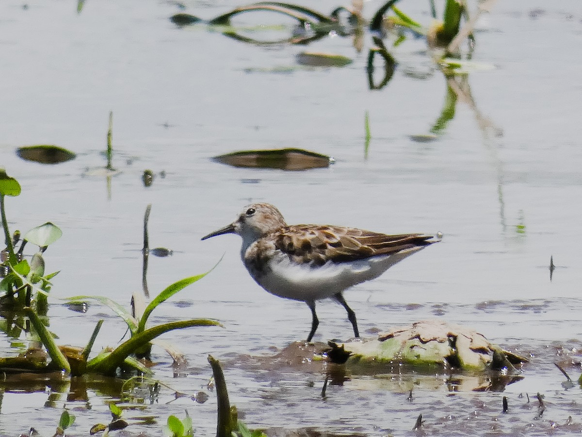 Least Sandpiper - ML645127190