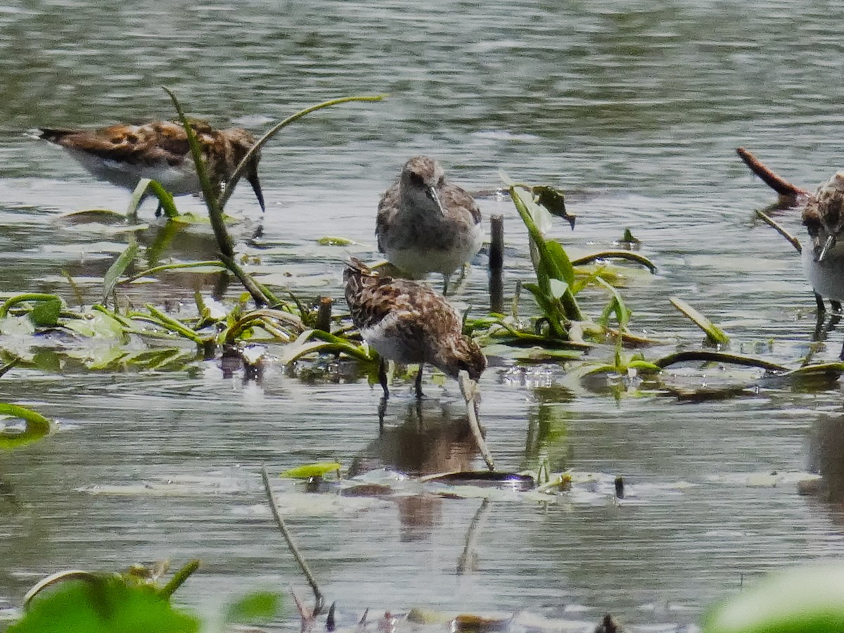 Least Sandpiper - ML645127191