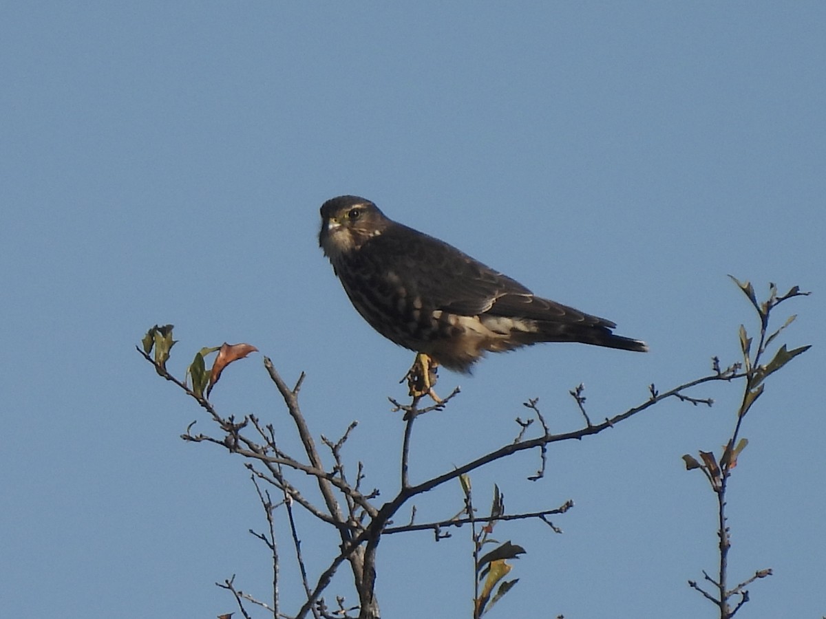 Merlin (Taiga) - ML645127213