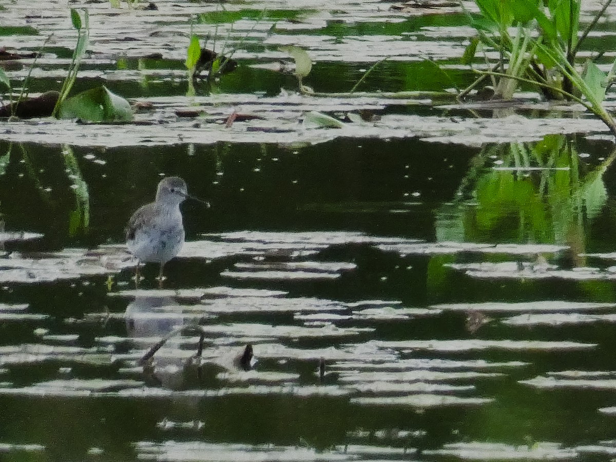 Lesser Yellowlegs - ML645127218