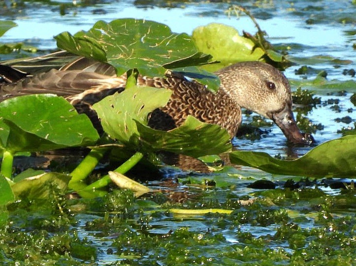 Blue-winged Teal - ML645127244