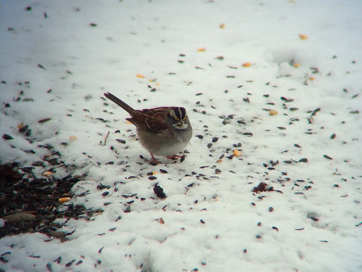 White-throated Sparrow - ML645127269