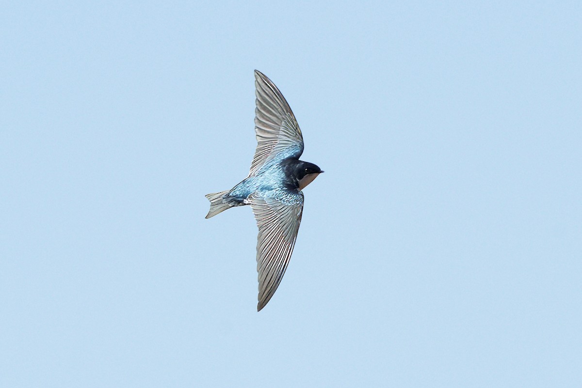 Tree Swallow - ML645127290