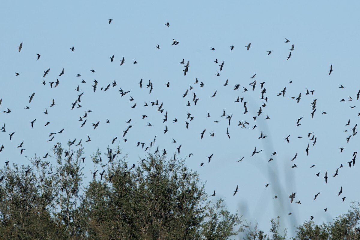 Tree Swallow - ML645127291
