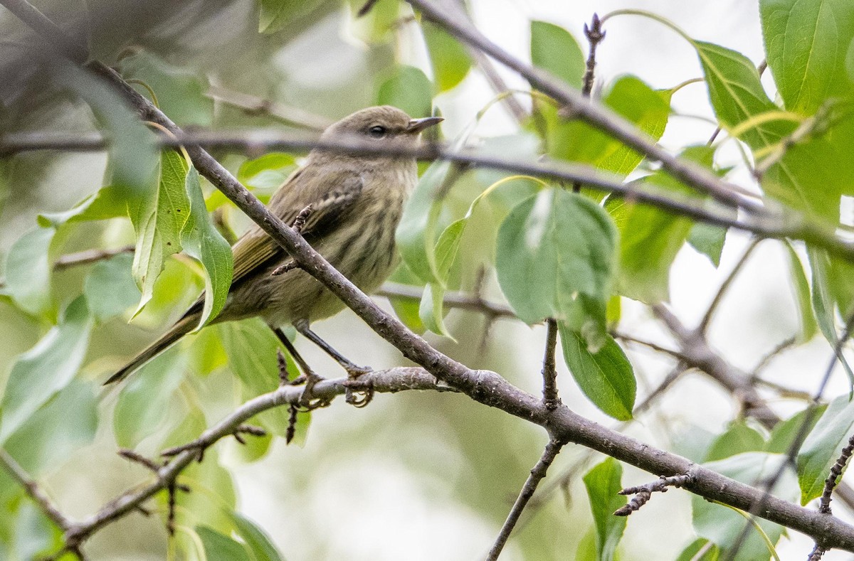 Cape May Warbler - ML645127292