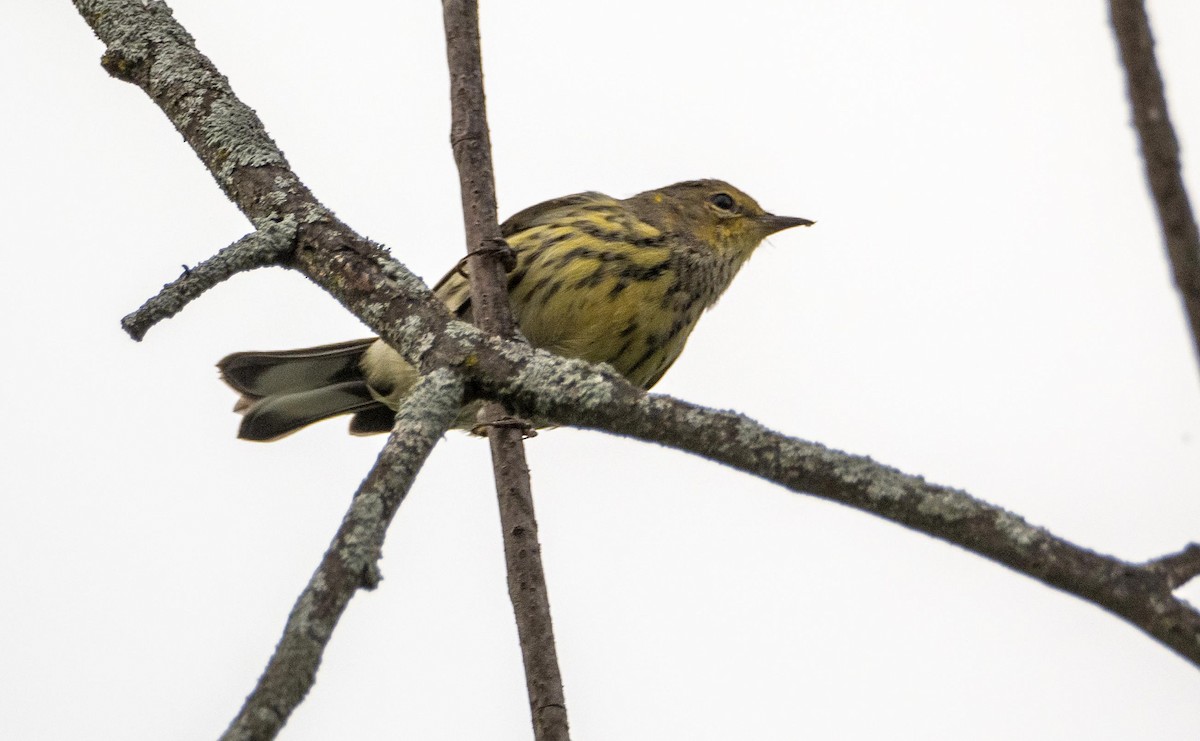 Cape May Warbler - ML645127293