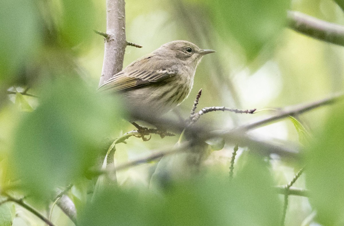 Cape May Warbler - ML645127294