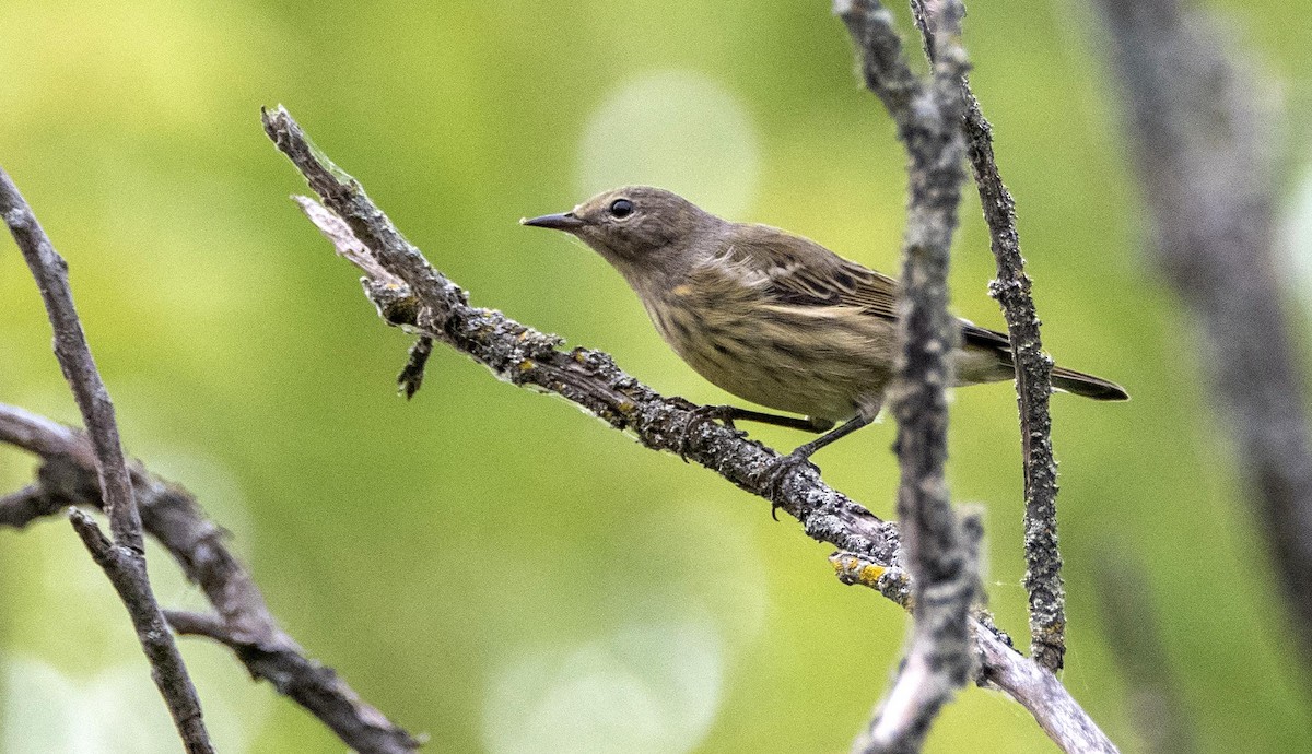 Cape May Warbler - ML645127295