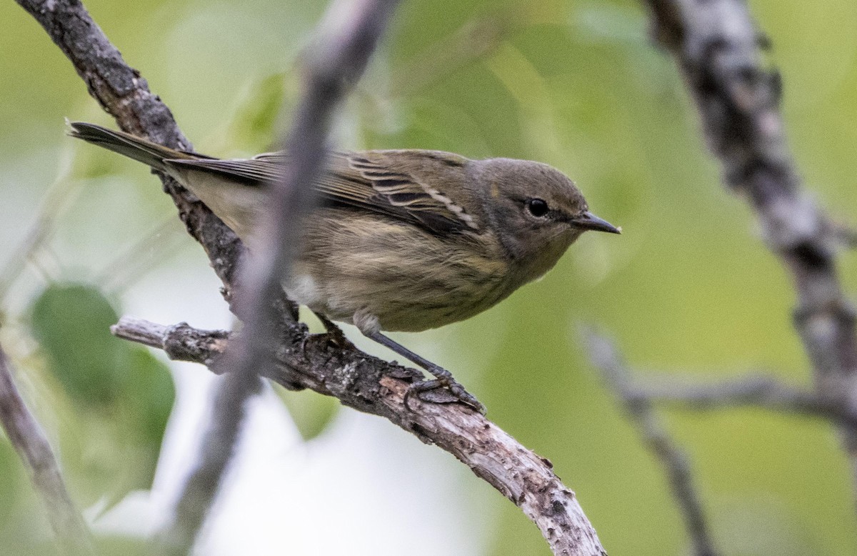 Cape May Warbler - ML645127296