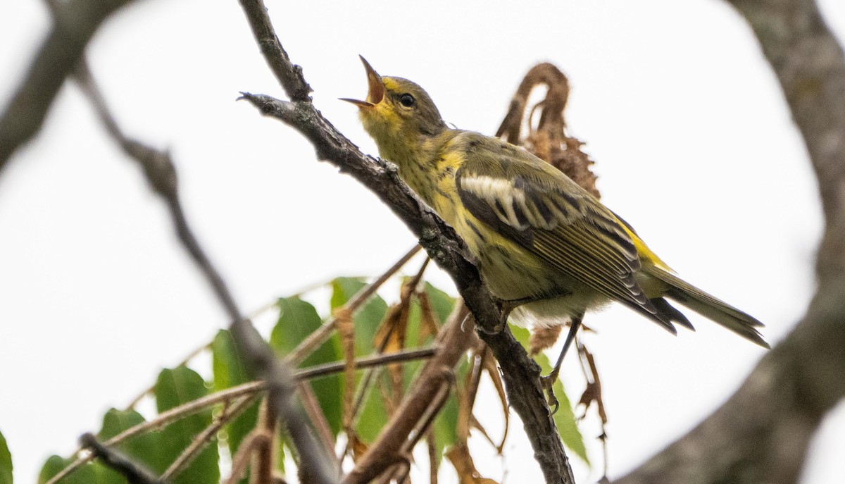 Cape May Warbler - ML645127297
