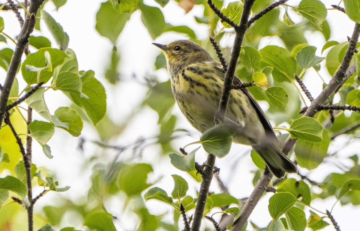 Cape May Warbler - ML645127298
