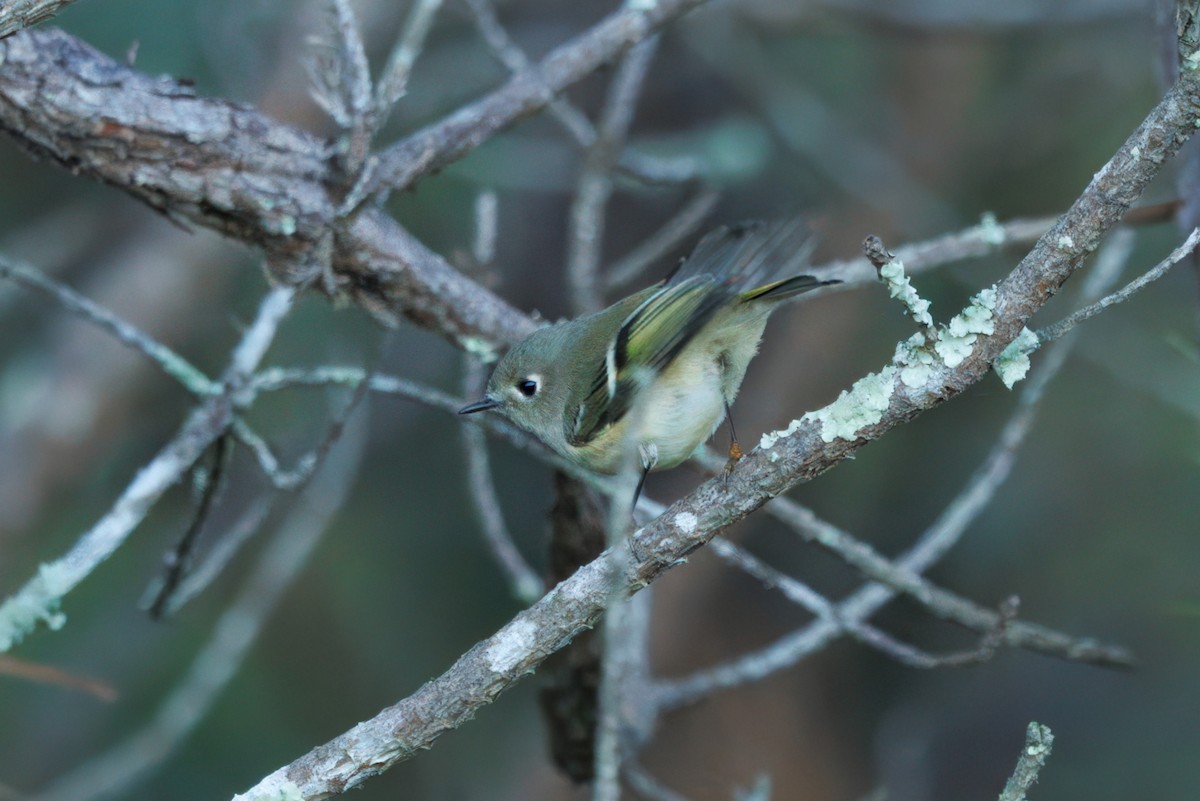 Roitelet à couronne rubis - ML645127300