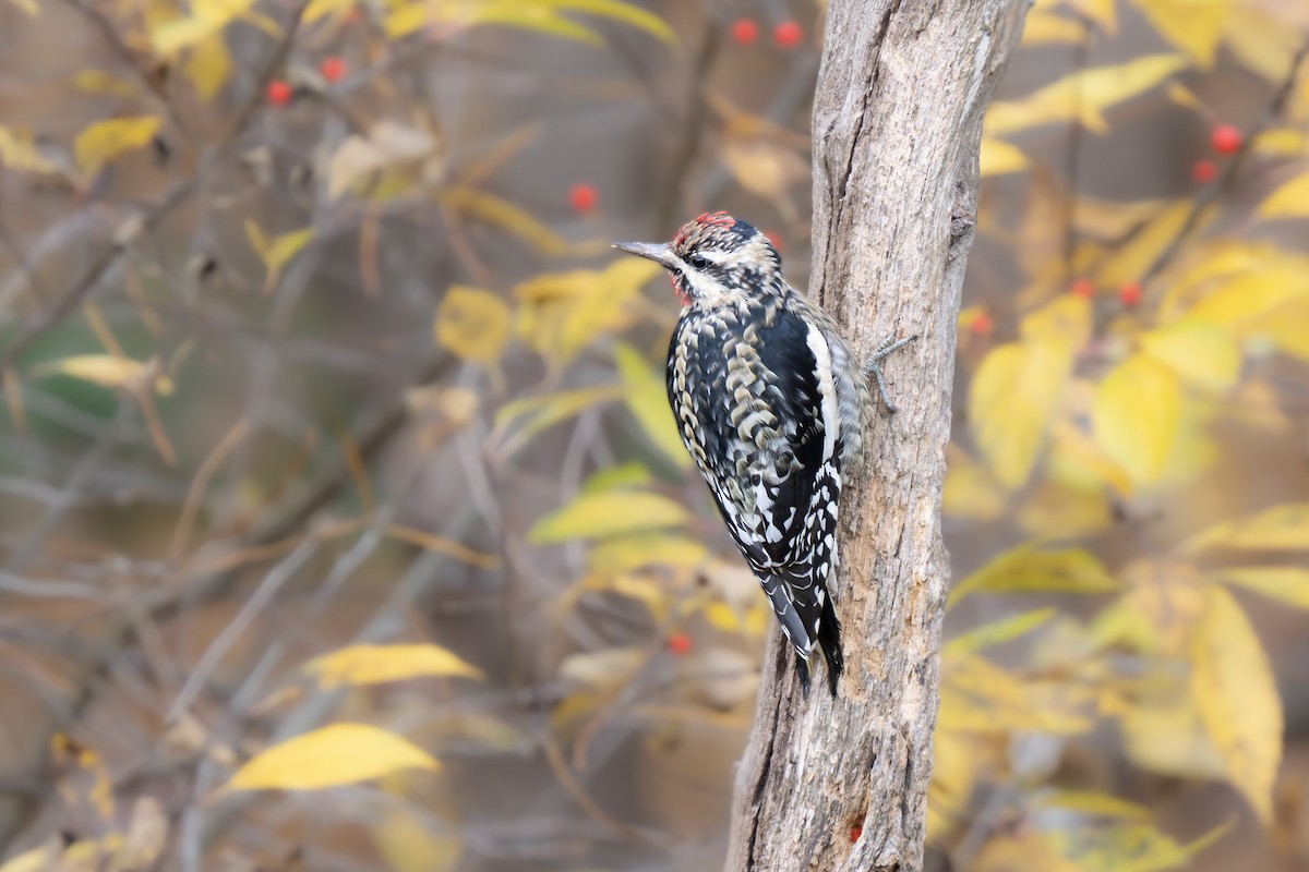 Sarı Karınlı Ağaçkakan - ML645127302