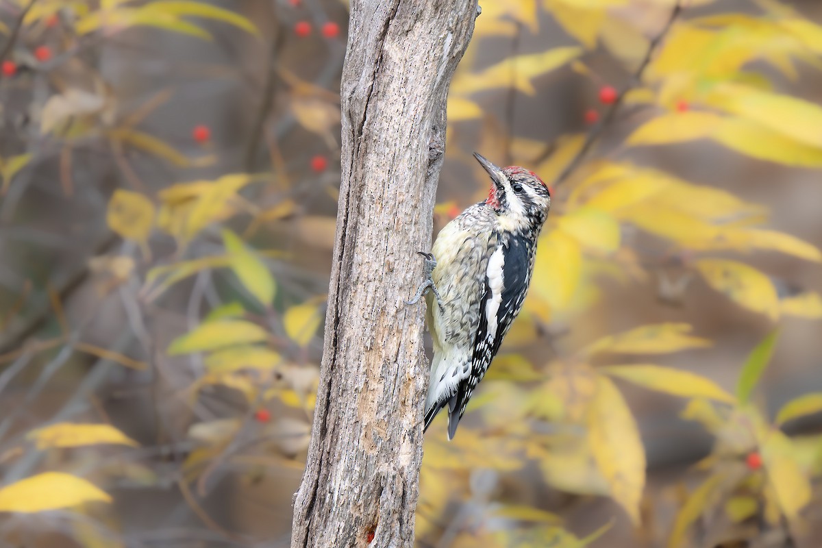 Sarı Karınlı Ağaçkakan - ML645127303