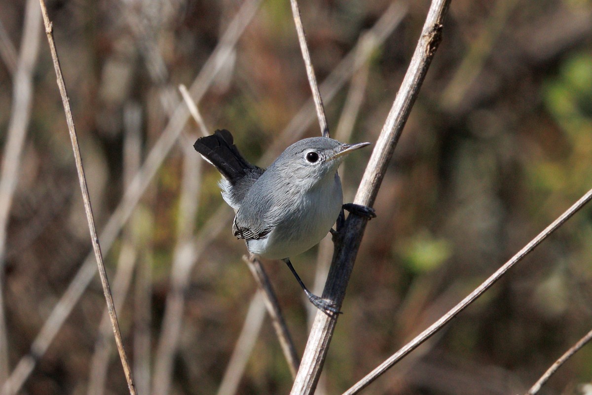 Gobemoucheron gris-bleu - ML645127315