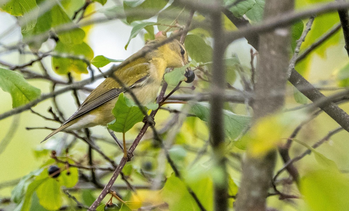 Tennessee Warbler - ML645127316