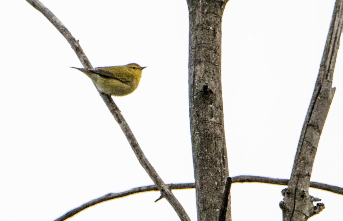 Tennessee Warbler - ML645127317