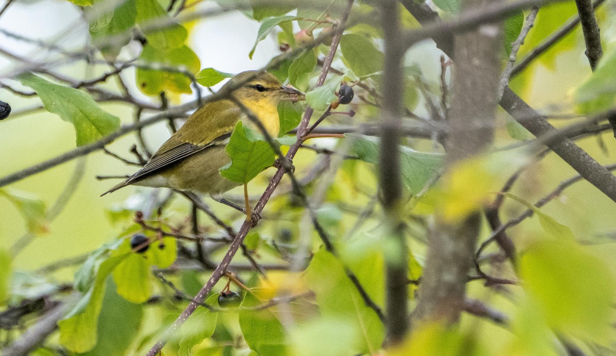 Tennessee Warbler - ML645127318