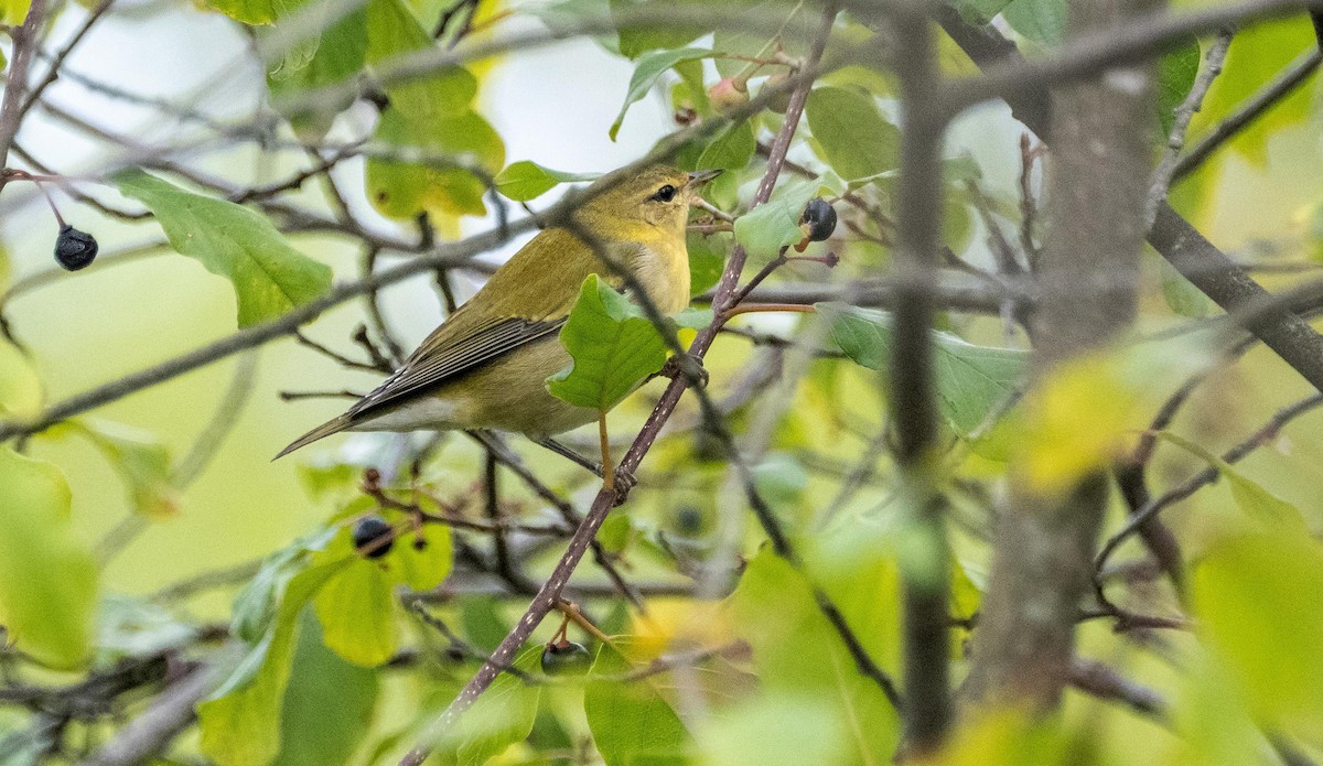 Tennessee Warbler - ML645127319