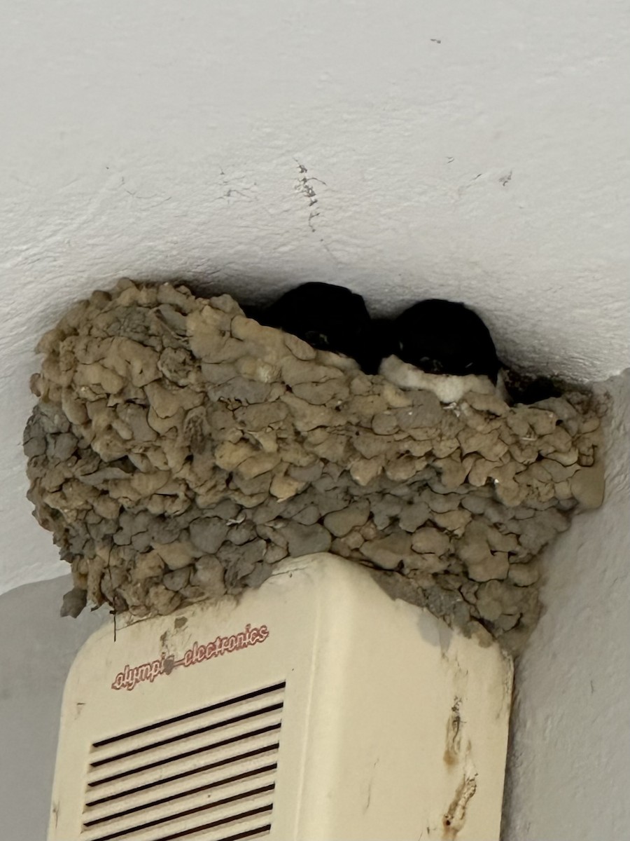 Western House-Martin - ML645127339