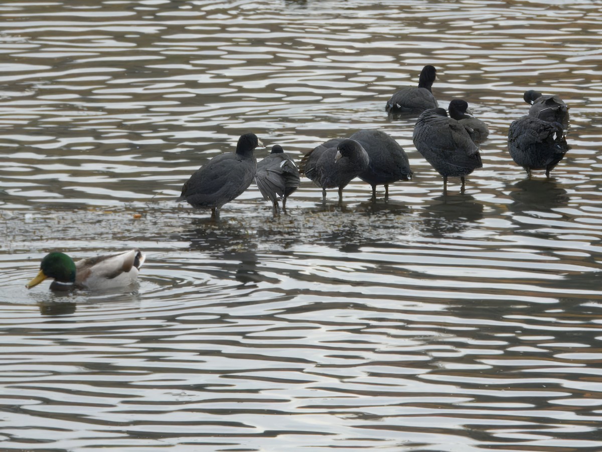 American Coot - ML645127346