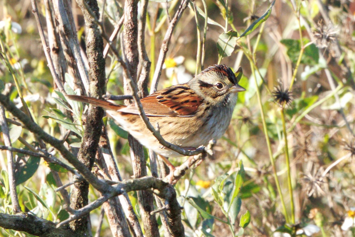 Bruant des marais - ML645127365
