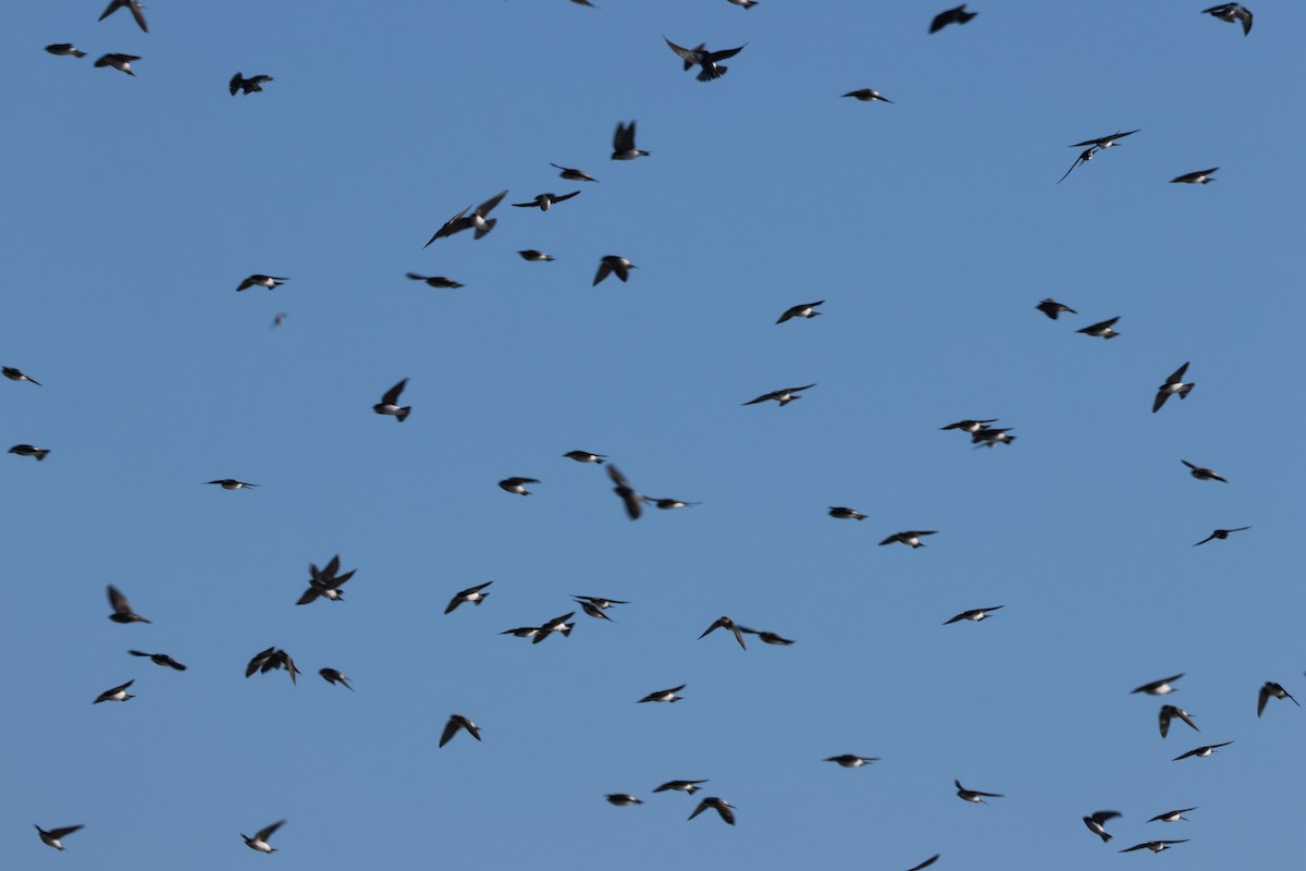 Tree Swallow - ML645127379