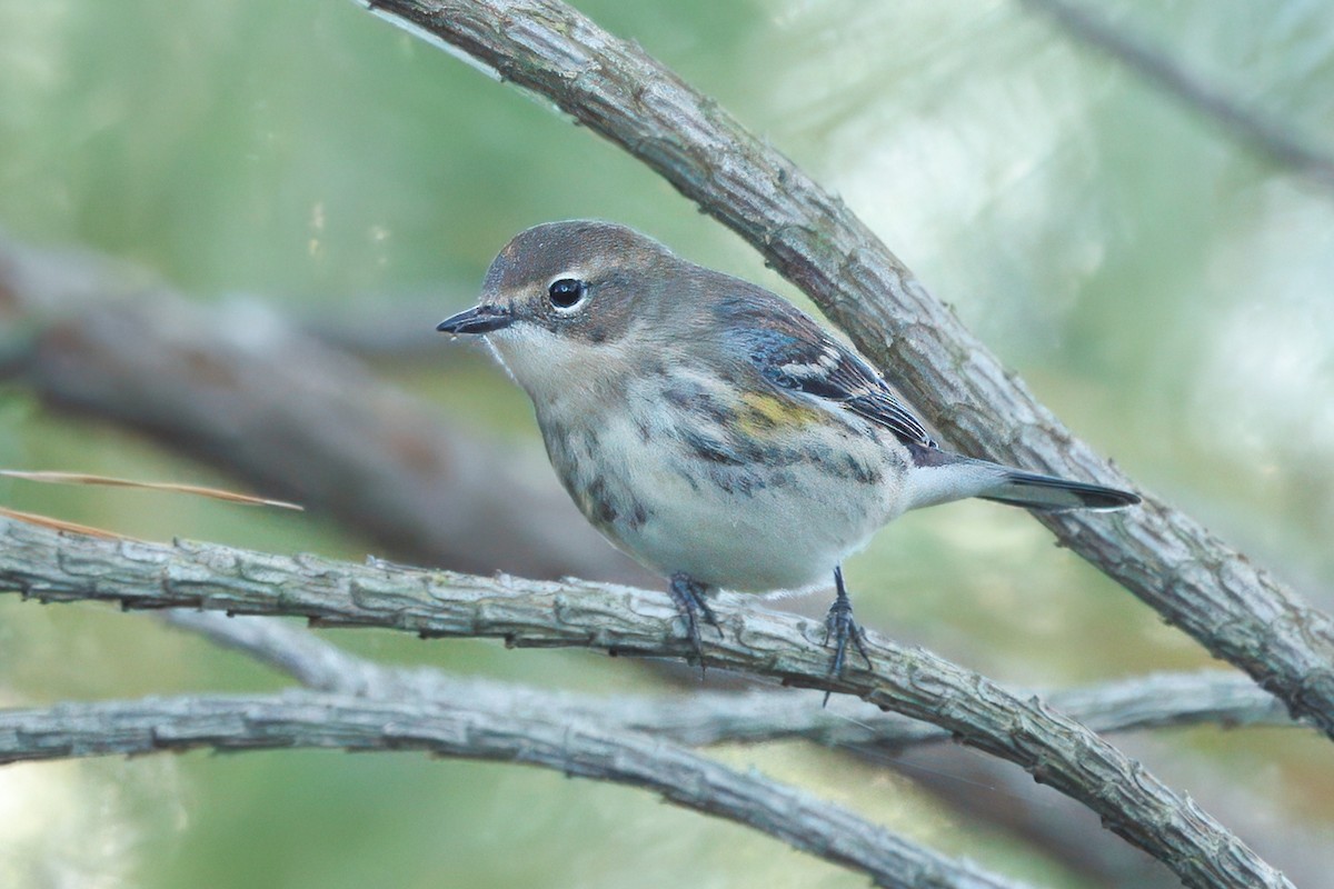 Paruline à croupion jaune (coronata) - ML645127380