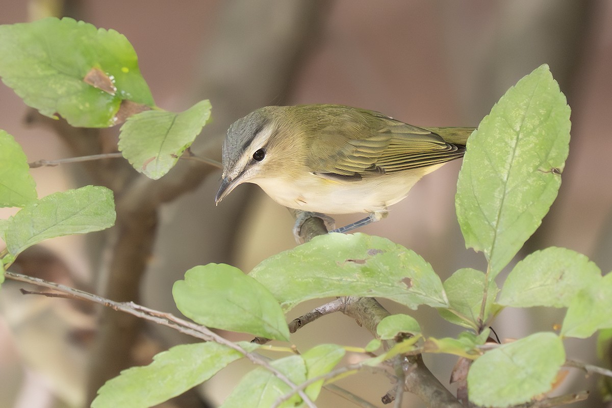 Красноглазый виреон - ML645127385