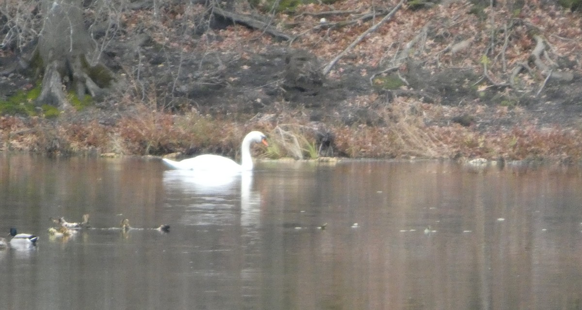 Лебідь-шипун - ML645127388