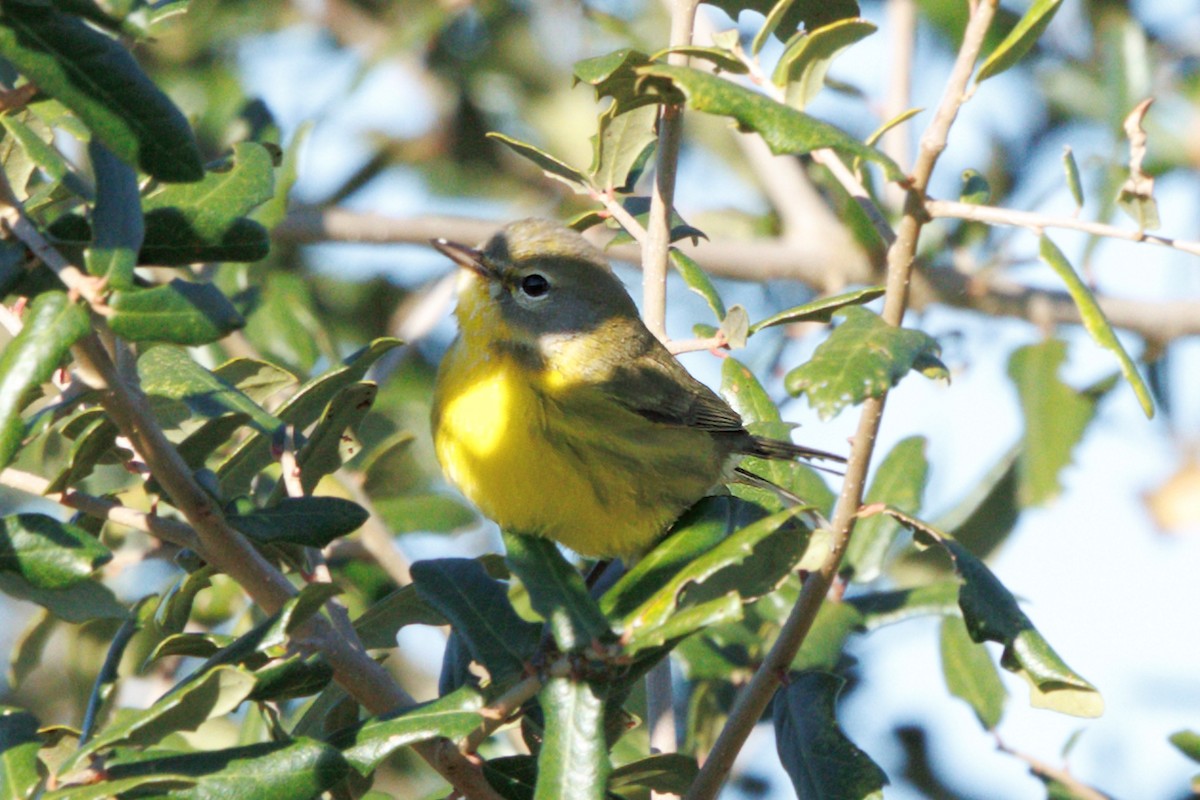 Paruline des prés - ML645127390