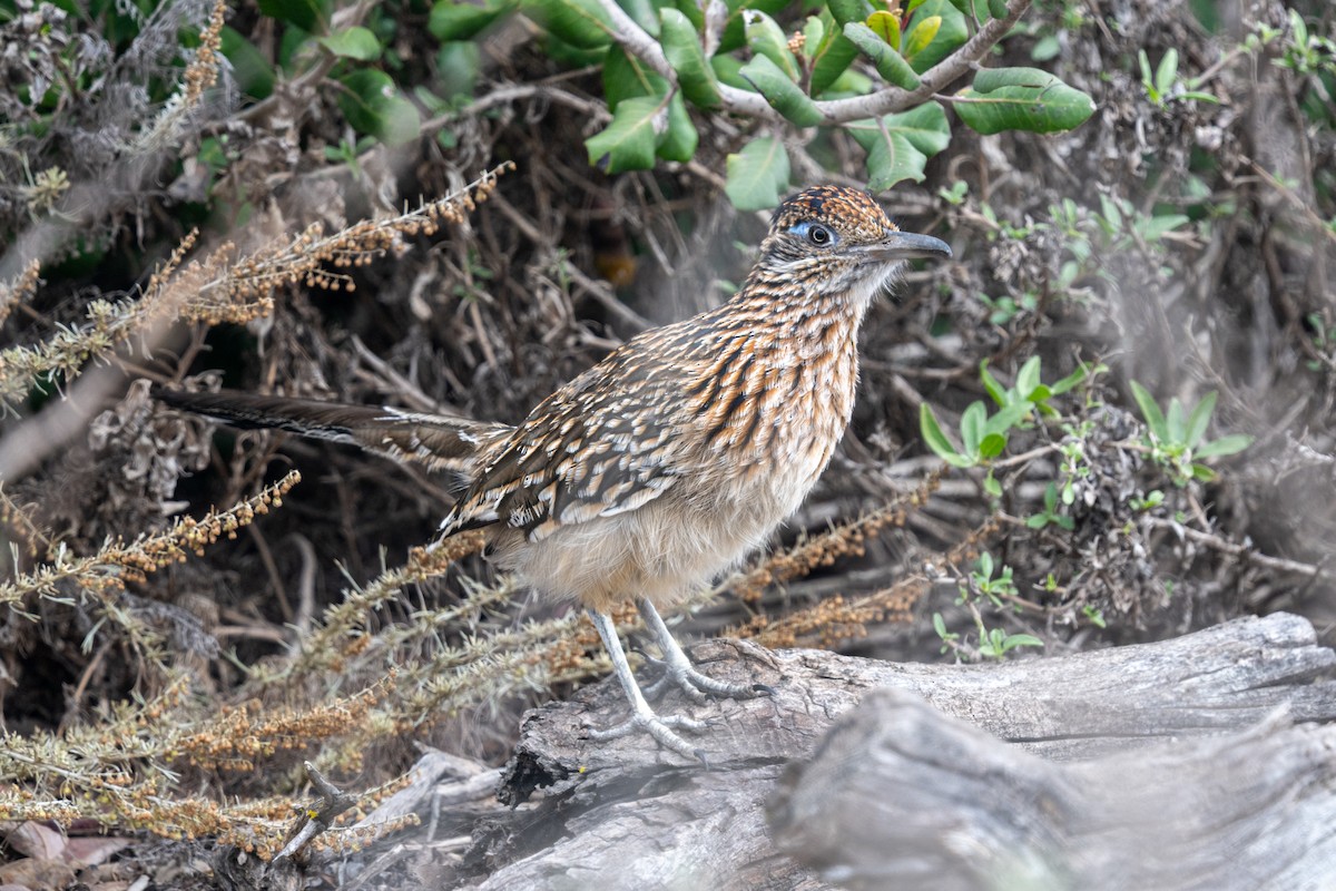 Greater Roadrunner - ML645127391