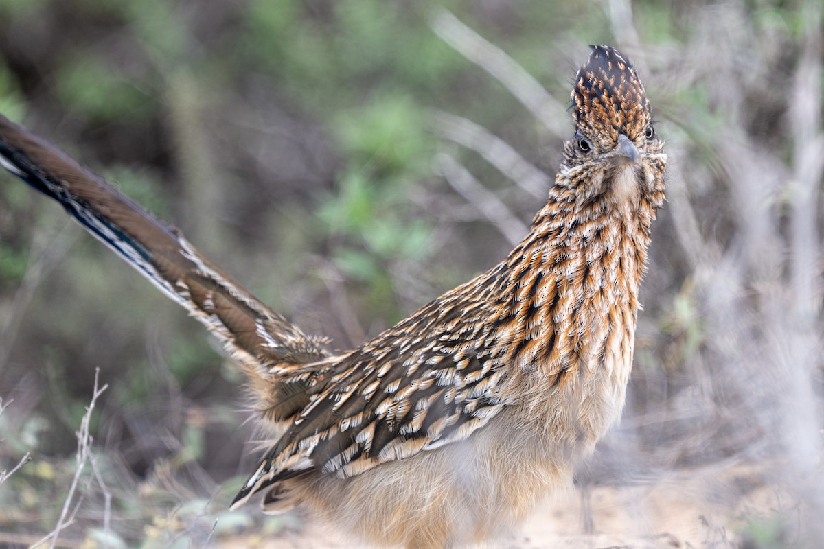 Greater Roadrunner - ML645127392
