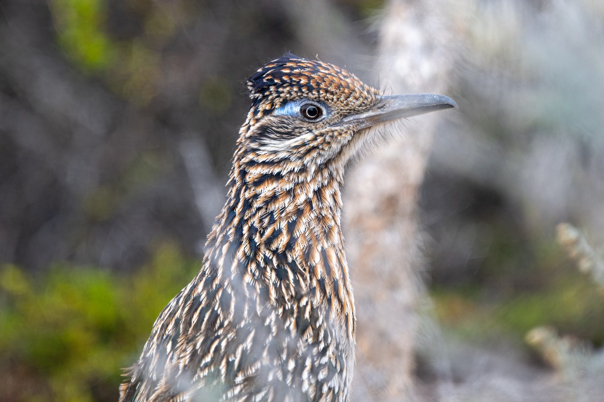 Greater Roadrunner - ML645127393