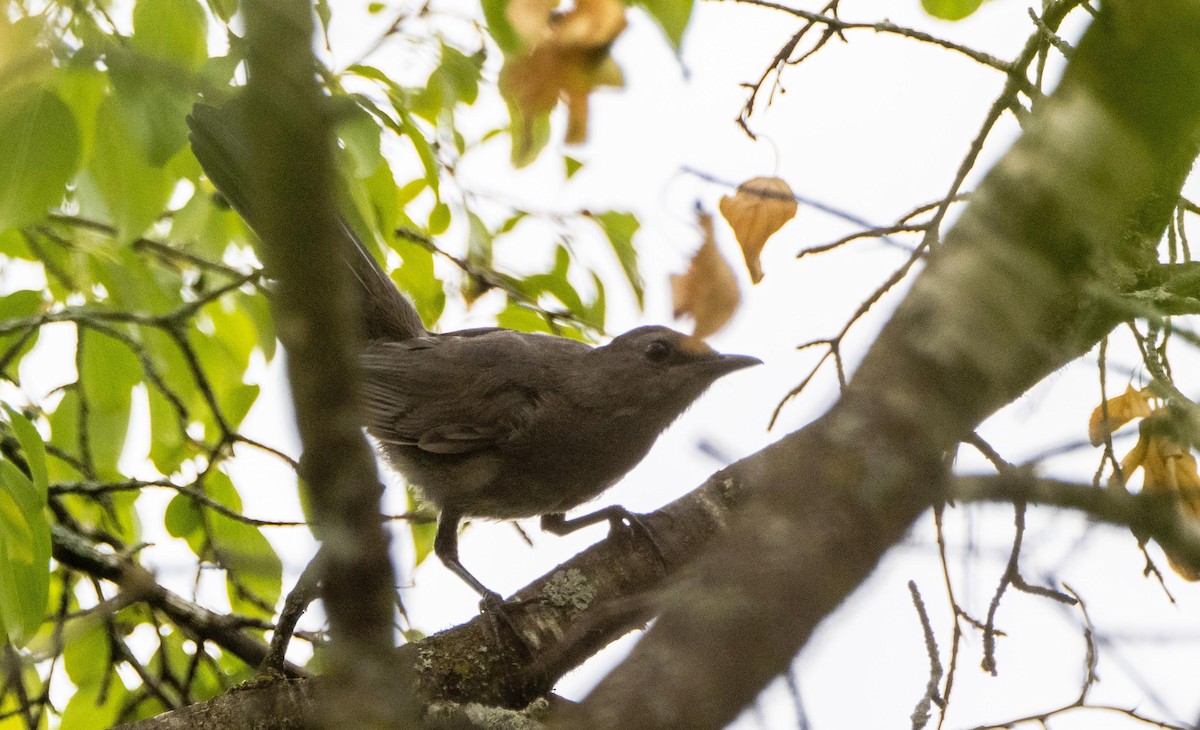 Gray Catbird - ML645127396
